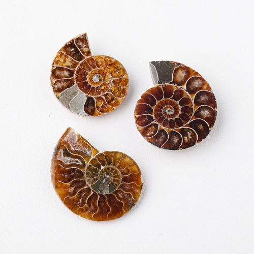 Natural Ammonite Shell Conche Slice for Jewelry